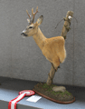 capriolo